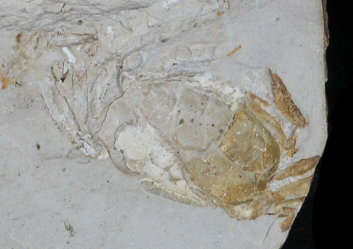 Fossil Pea Crab (Pinnixa) From California - Miocene #33091